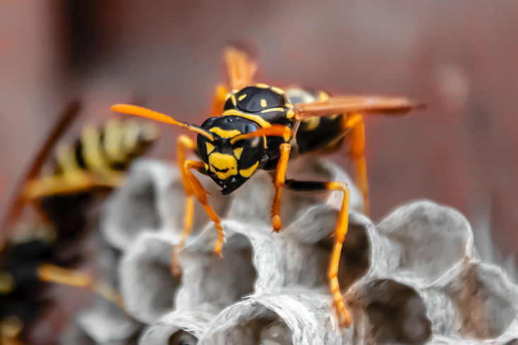 The Ultimate Guide to Safe and Successful Giant Hornet Removal