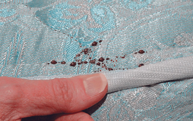 Top Bedbug Control Mistakes to Avoid