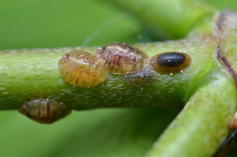 Top Garden Pests to Watch Out For This Summer