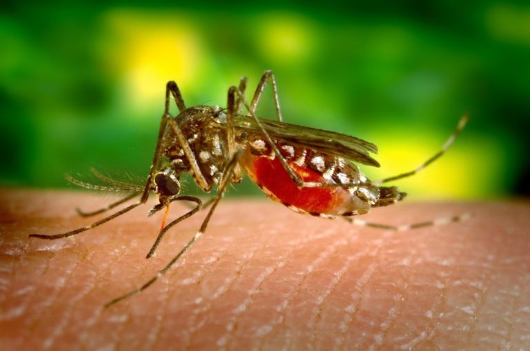Top Signs of a Mosquito Problem in Your House